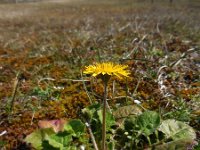 Crepis sancta 8, Saxifraga-Ed Stikvoort